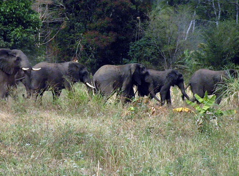 Securing The Kilombero Elephant Corridor In Tanzania | The Quick ...